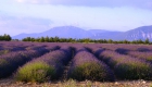 Champs de lavande autour du gîte provençal le Bruset