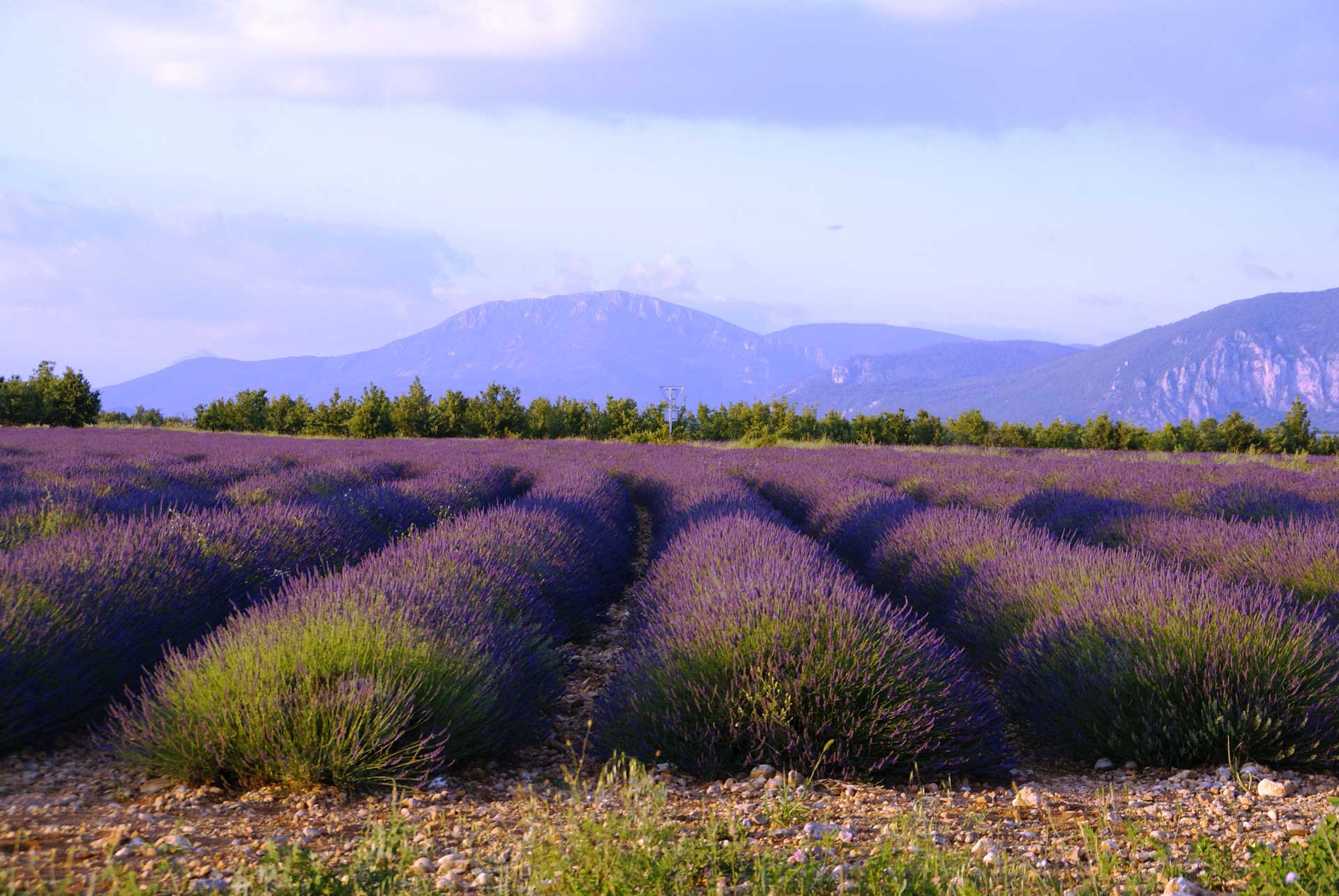 Champs de lavande autour du gîte provençal le Bruset